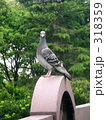 鳩