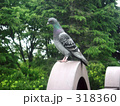 鳩