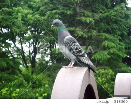 鳩