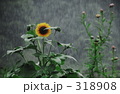 夏を待って・・・
