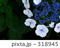 あじさい_032