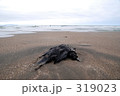 カラスの死骸