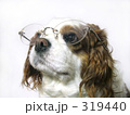 メガネ犬