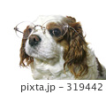 メガネ犬