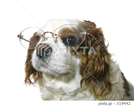 メガネ犬