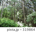 美しい杉林