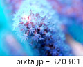 320301