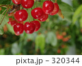 320344