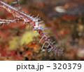 320379
