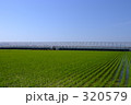 ハウス栽培