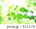 新緑