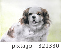 キャバリア