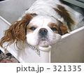 引き出しの中でくつろぐ犬