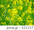 菜の花