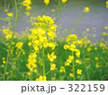 菜の花