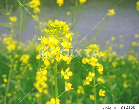 「菜の花」の写真素材 「菜の花」の写真素材