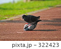 ハトのXXX ハトのXXX