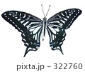 アゲハチョウ