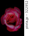@Rose