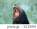 アシカの大あくび
