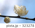 梅