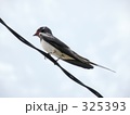 325393