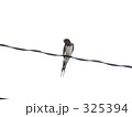 325394