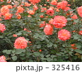 325416