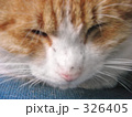 ネコのドアップ