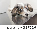 327526
