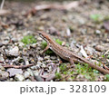 トカゲ