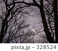 薄暮の森