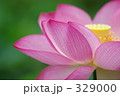 ハスの花