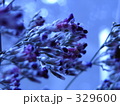 329600