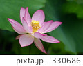 蓮