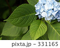 紫陽花