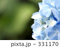 紫陽花
