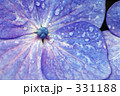 紫陽花