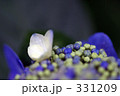 紫陽花