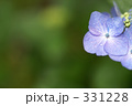 紫陽花