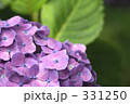 紫陽花