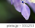 紫陽花