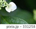 紫陽花　アジサイ　あじさい