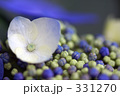 紫陽花　アジサイ　あじさい