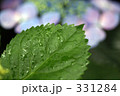 紫陽花