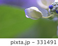 紫陽花