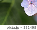 紫陽花　