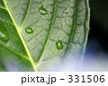 紫陽花