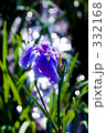 Shining iris