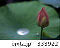 蓮
